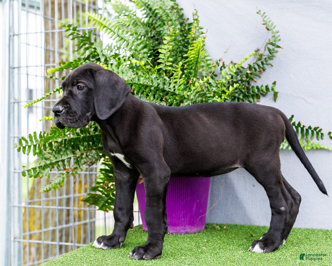 Great Dane dogs for sale: Krista - Image 18