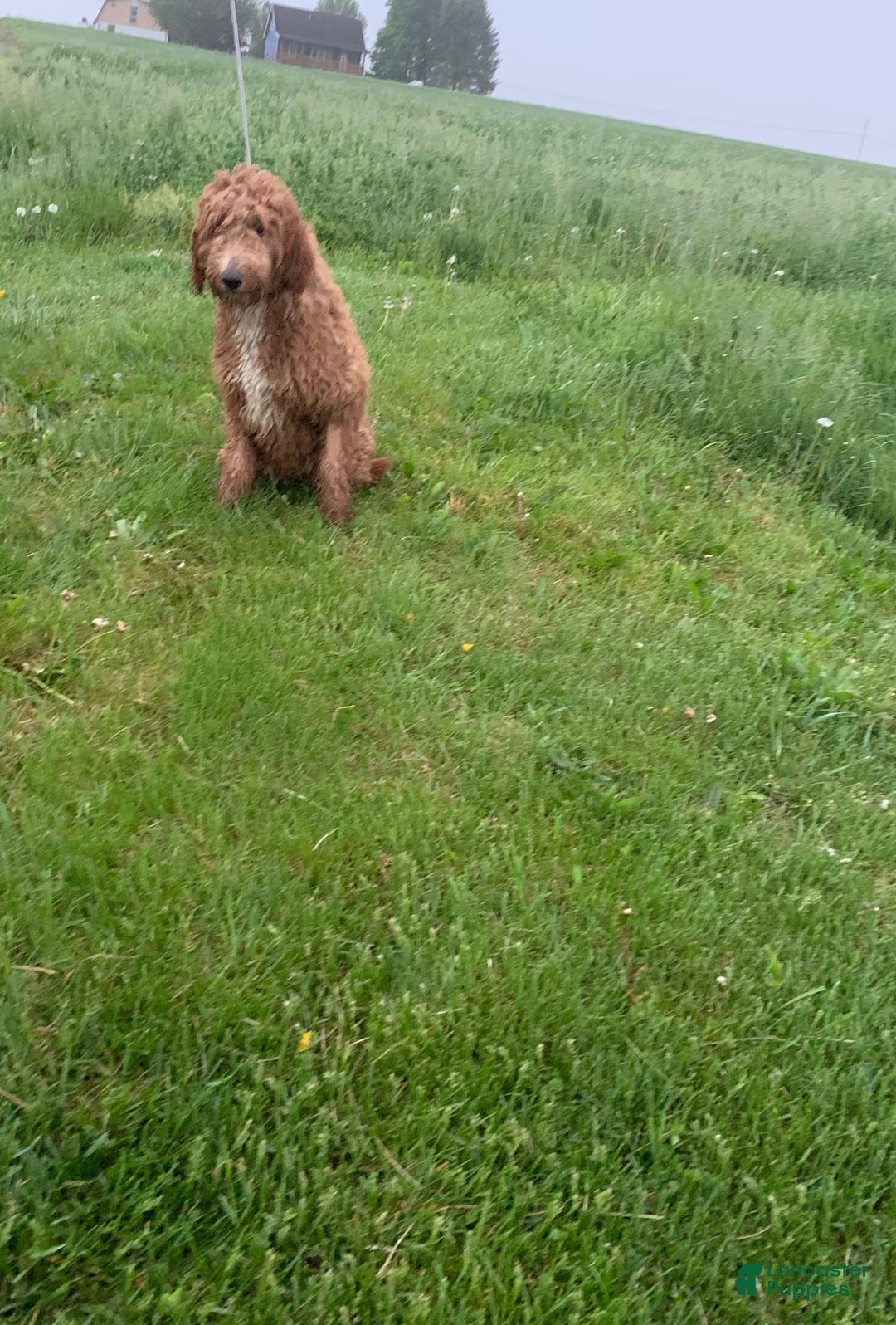 Mini Goldendoodle dogs for sale: Harvey - Image 5