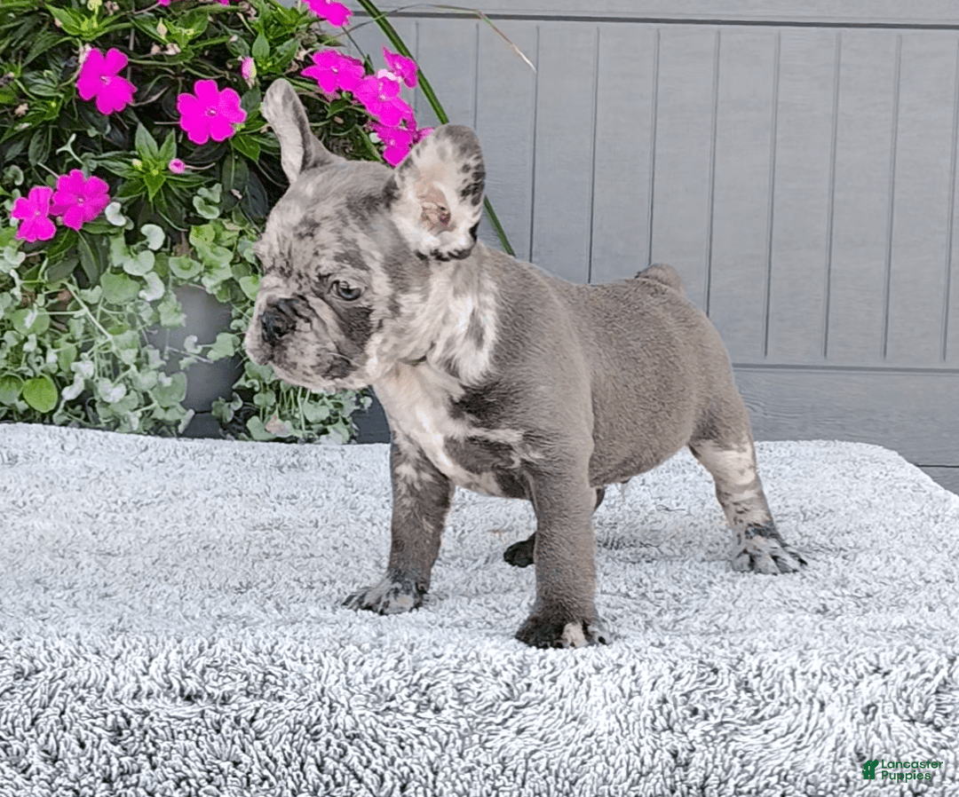 Frenchton dogs for sale: Sammy - Image 5