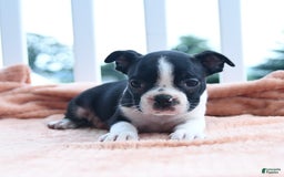 Boston Terrier dogs for sale: Edison - Image 2