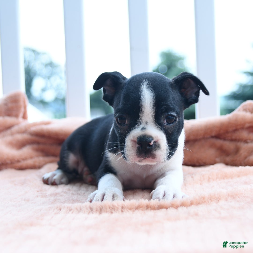Boston Terrier dogs for sale: Edison - Image 2