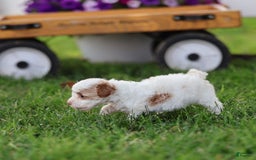 Toy Poodle dogs for sale: Memory - Image 2