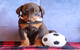 Doberman Pinscher dogs for sale: Dannie - Image 8