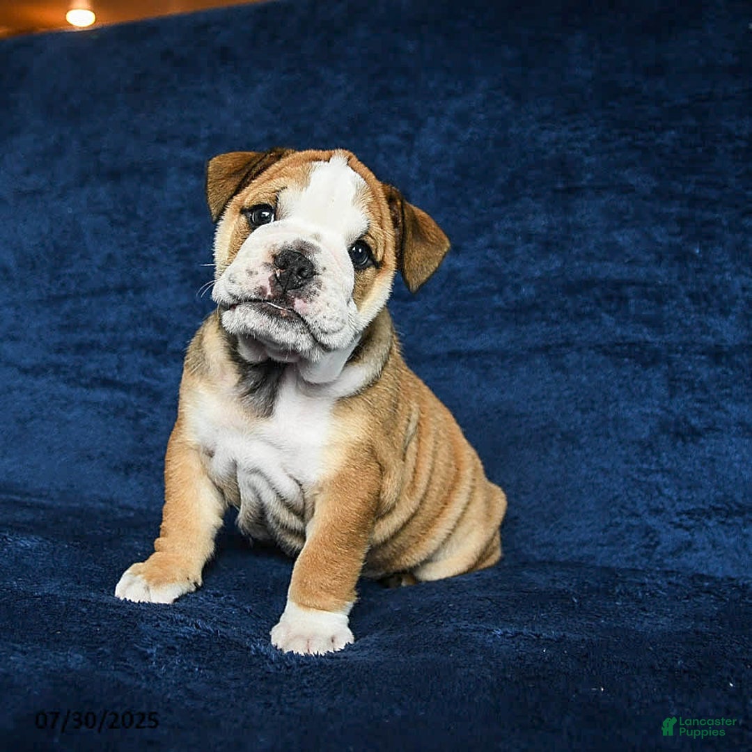 English Bulldog dogs for sale: Martha - Image 9