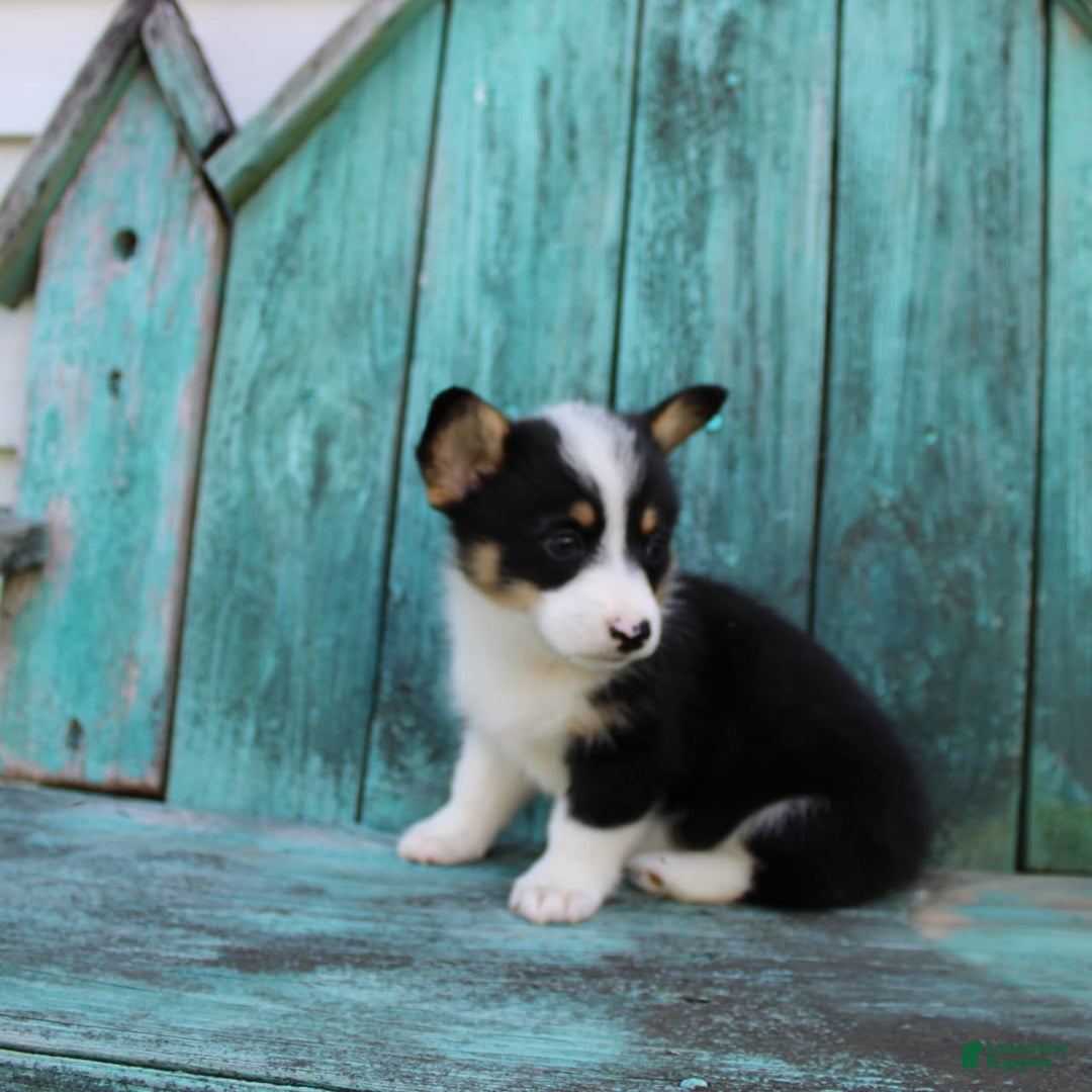 Welsh Corgi Pembroke dogs for sale: Lily - Image 6