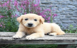 Golden Retriever dogs for sale: Lucy - Image 3