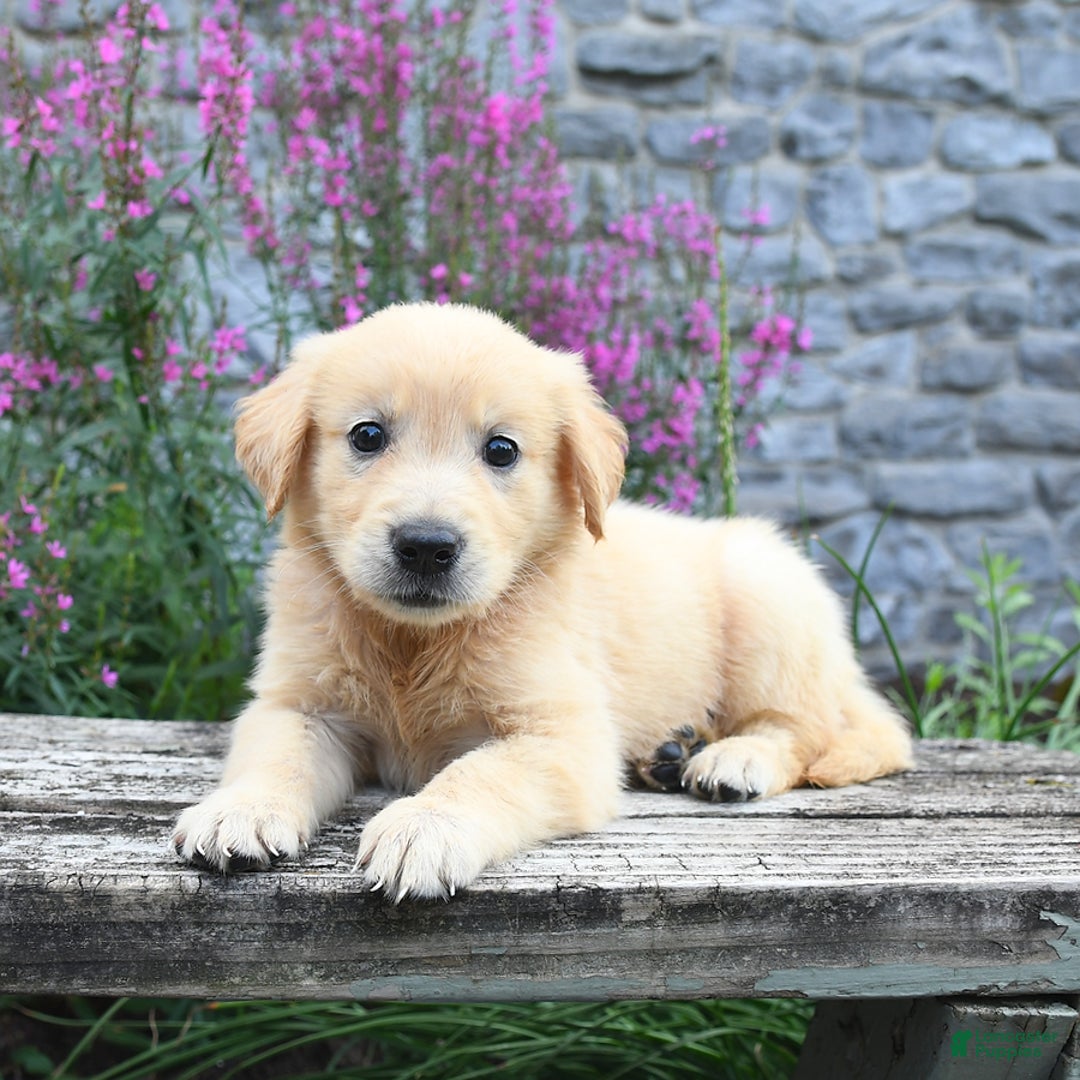 Golden Retriever dogs for sale: Lucy - Image 3