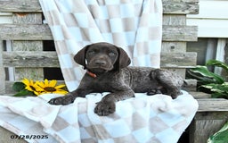 German Shorthaired Pointer dogs for sale: Luke - Image 2