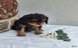 Cavalier King Charles Spaniel dogs for sale: Sprinkles - Image 2