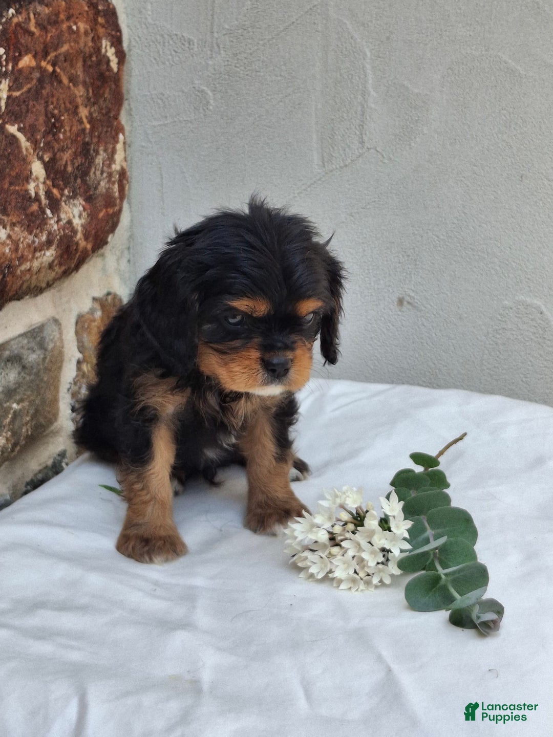 Cavalier King Charles Spaniel dogs for sale: Sprinkles - Image 2