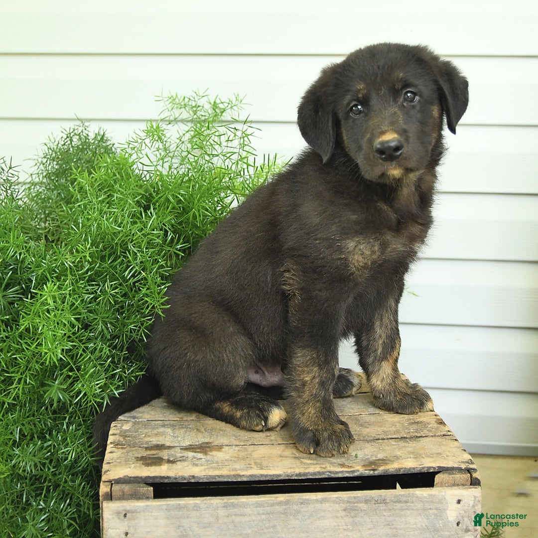German Shepherd dogs for sale: Blitz - Listing for pets: Bella, Bear, Brandy, Bobby, Beauty, Blitz, Buster, Bailey, Bonnie - Image 3