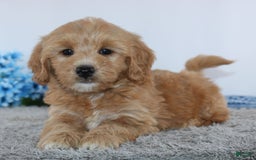 Mini Goldendoodle dogs for sale: Adriel - Image 2