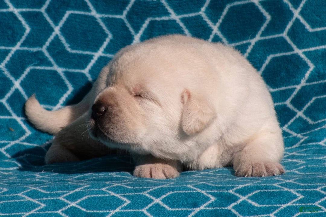Labrador Retriever dogs for sale: Maddox - Image 2