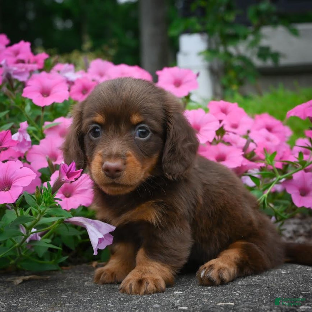 Miniature Dachshund dogs for sale: Snoopy - Image 4