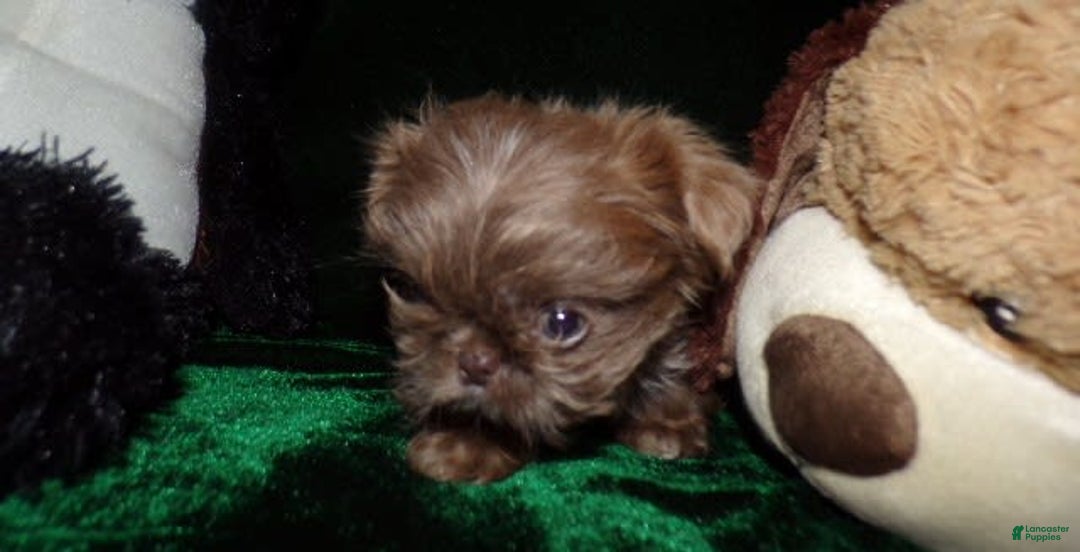 Shih Tzu dogs for sale: Tiny Jasper - Image 13