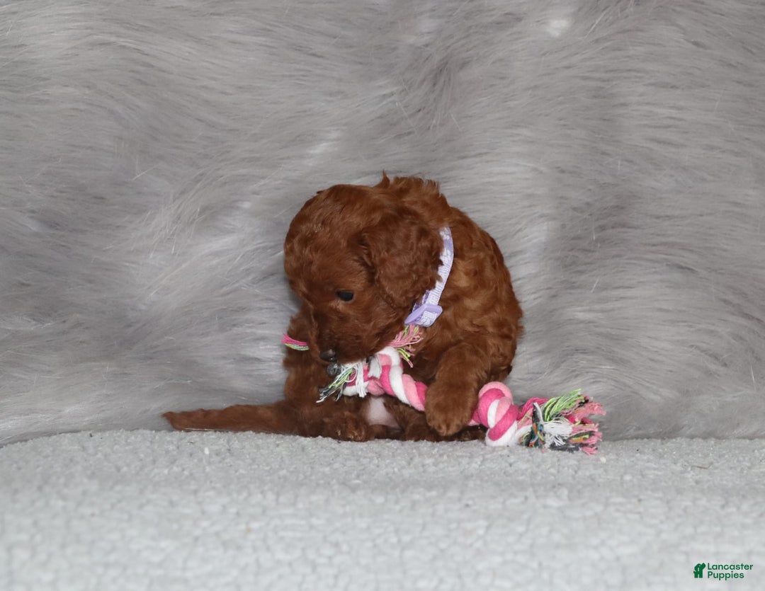 Mini Goldendoodle dogs for sale: Cami - Image 23