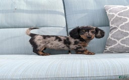 Miniature Dachshund dogs for sale: Miniature Dachshund 3 puppies - Image 28