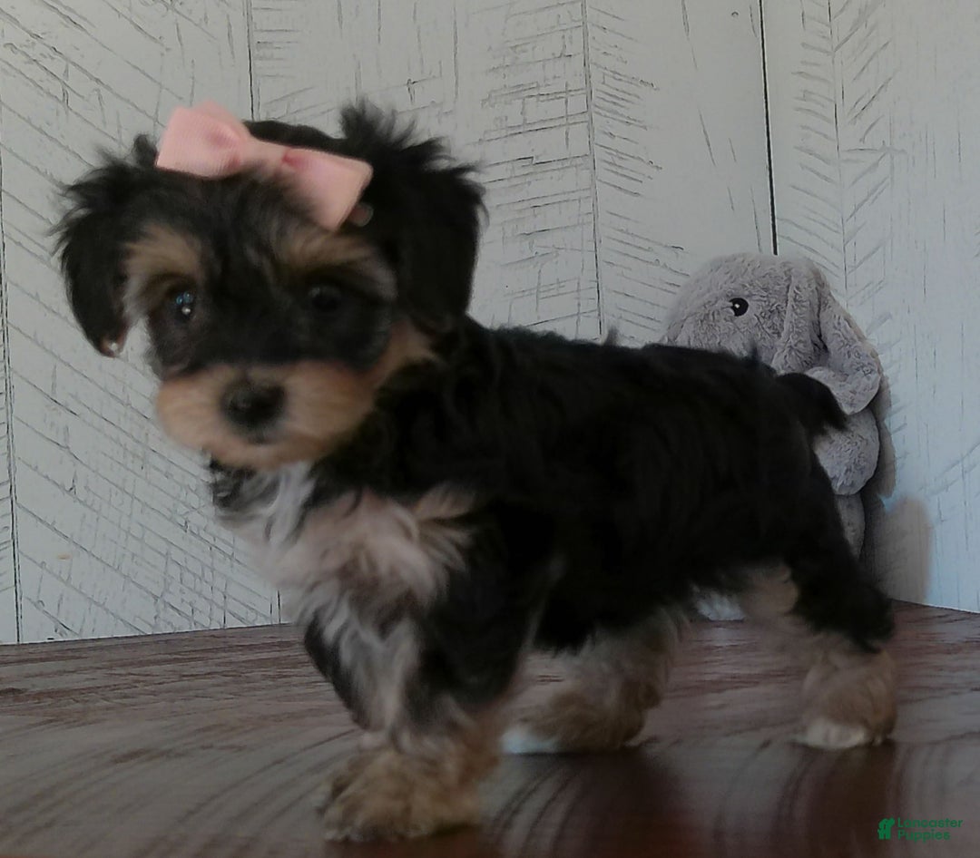 Yorkiepoo dogs for sale: Avery - Image 2