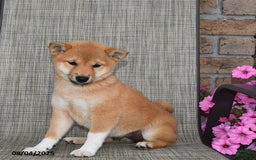 Shiba Inu dogs for sale: Emmy - Image 3