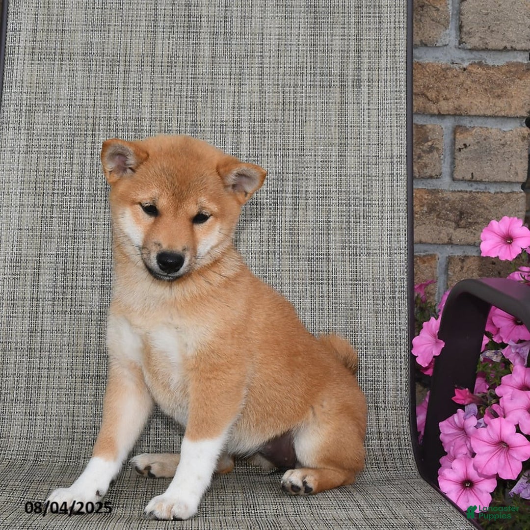 Shiba Inu dogs for sale: Emmy - Image 3