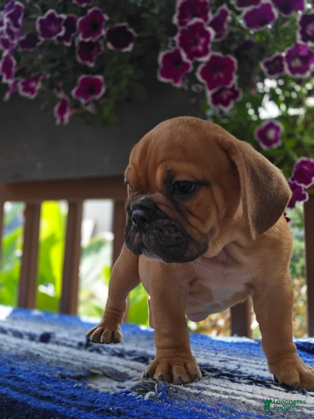English Bulldog dogs for sale: Hunter - Image 2