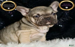 French Bulldog dogs for sale: Almond - Image 10