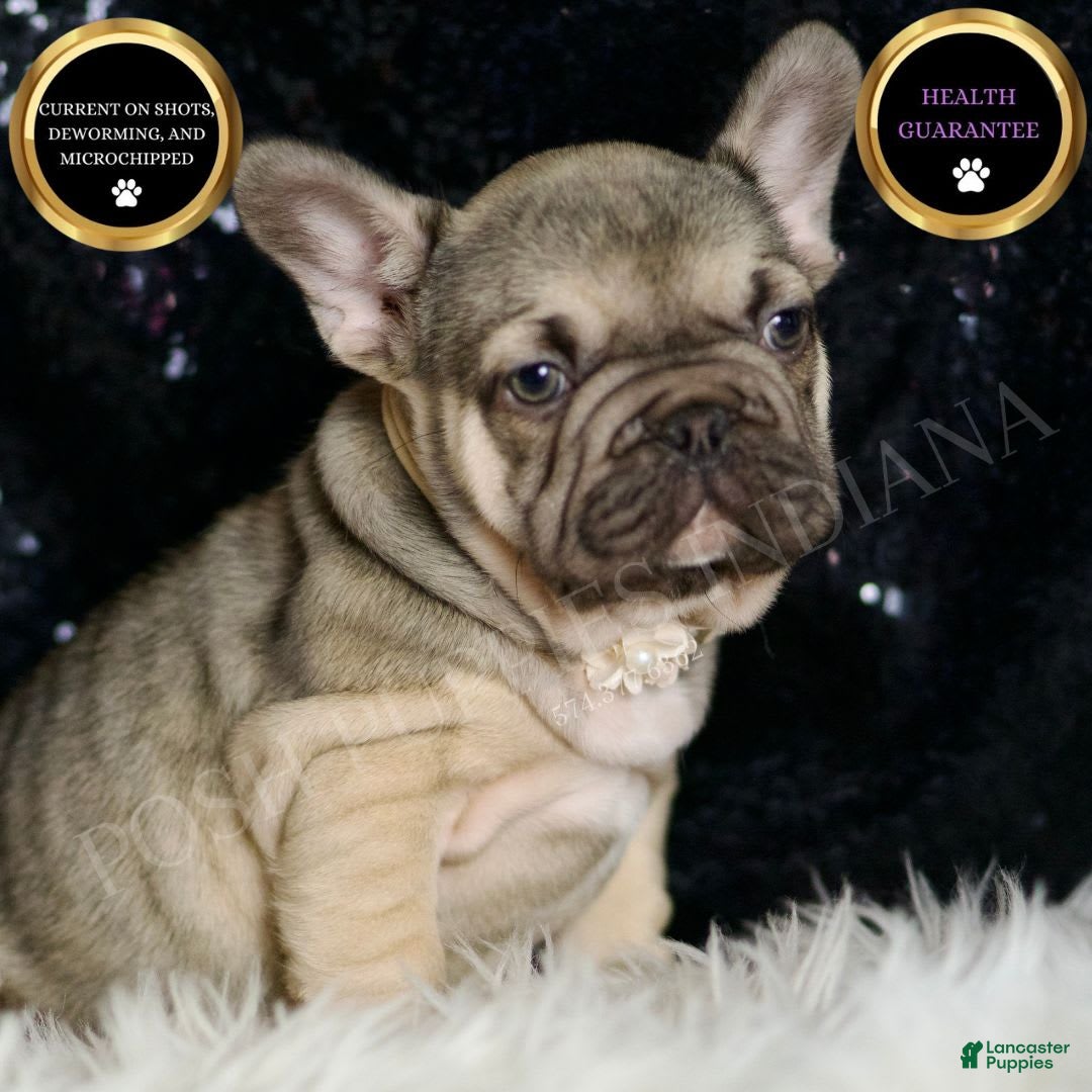 French Bulldog dogs for sale: Almond - Image 10