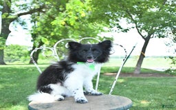 Pomeranian dogs for sale: Cody - Image 15