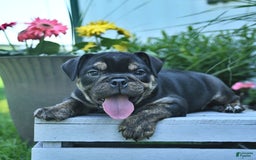 English Bulldog dogs for sale: Teddy - Image 2