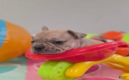 French Bulldog dogs for sale: French Bulldog 5 puppies - Image 18