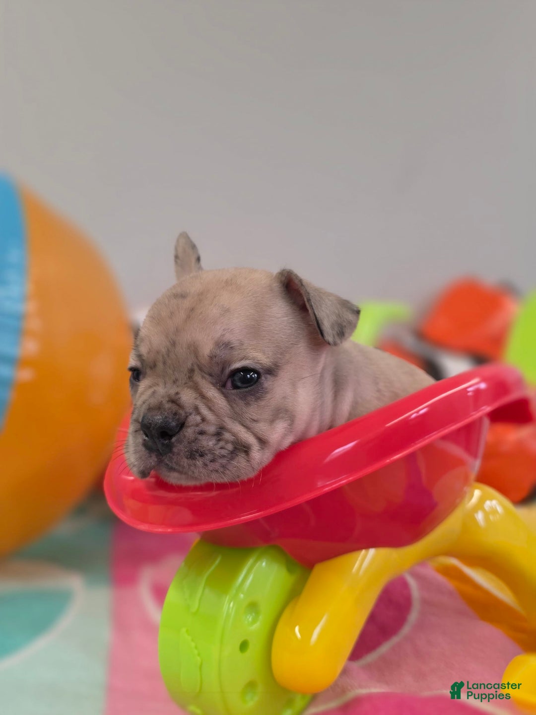 French Bulldog dogs for sale: French Bulldog 5 puppies - Image 18