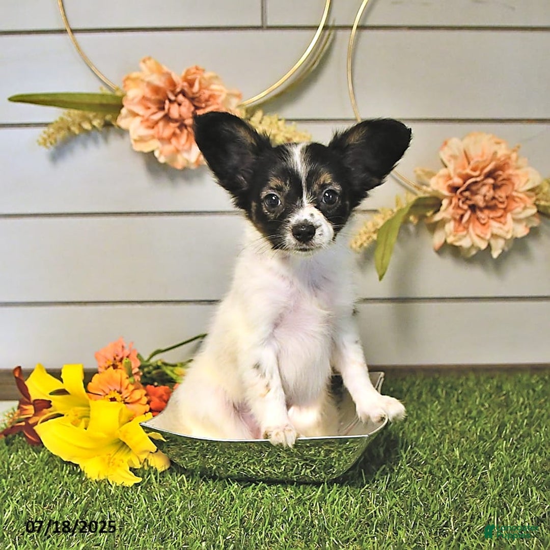 Papillon dogs for sale: Lilah - Image 12
