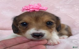 Miniature Dachshund dogs for sale: Baby Clover - Image 9