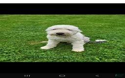 Old English Sheepdog dogs for sale: Aspen - Image 10