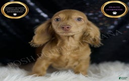Miniature Dachshund dogs for sale: Miniature Dachshund 3 puppies - Image 1