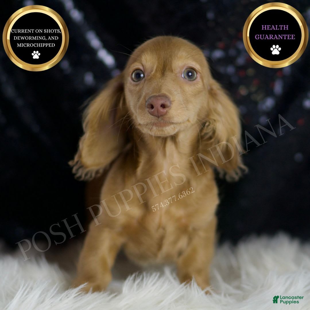 Miniature Dachshund dogs for sale: Miniature Dachshund 3 puppies - Image 1