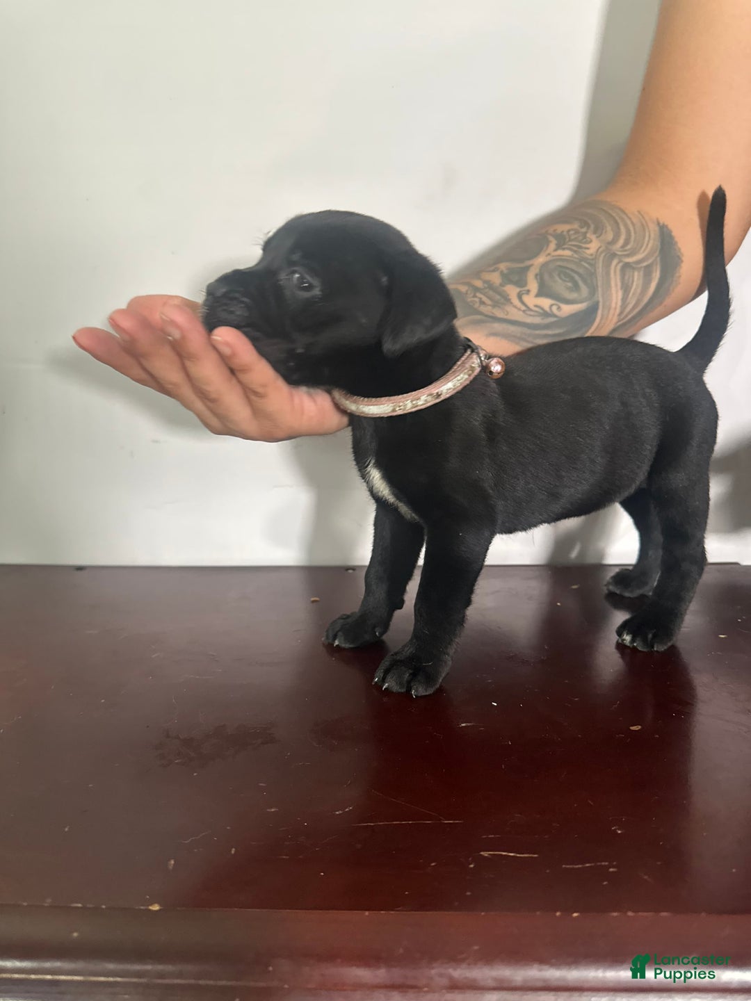 Cane Corso dogs for sale: Stormi - Image 2