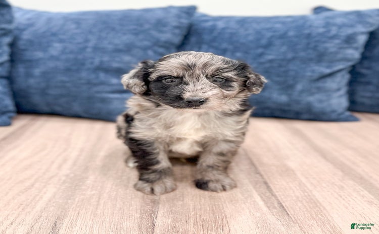 Mini Aussiedoodle dogs - Advert 34