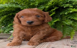Mini Goldendoodle dogs for sale: Mini-logan - Image 21