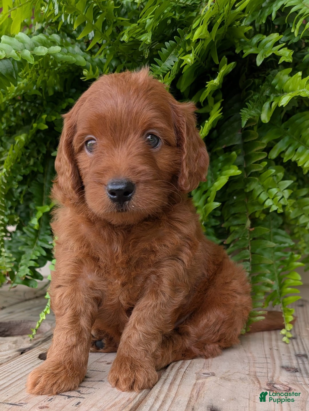 Mini Goldendoodle dogs for sale: Mini-logan - Image 21