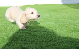 Miniature Dachshund dogs for sale: Roxy - Image 1