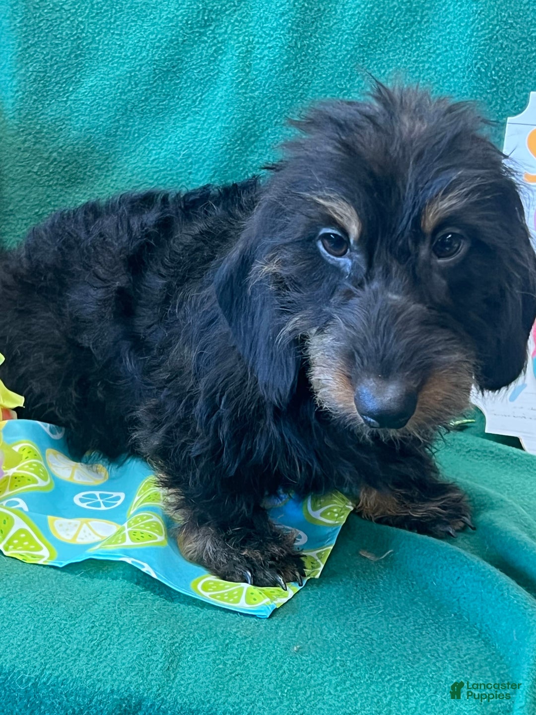 Dachshund dogs for sale: River - Image 2