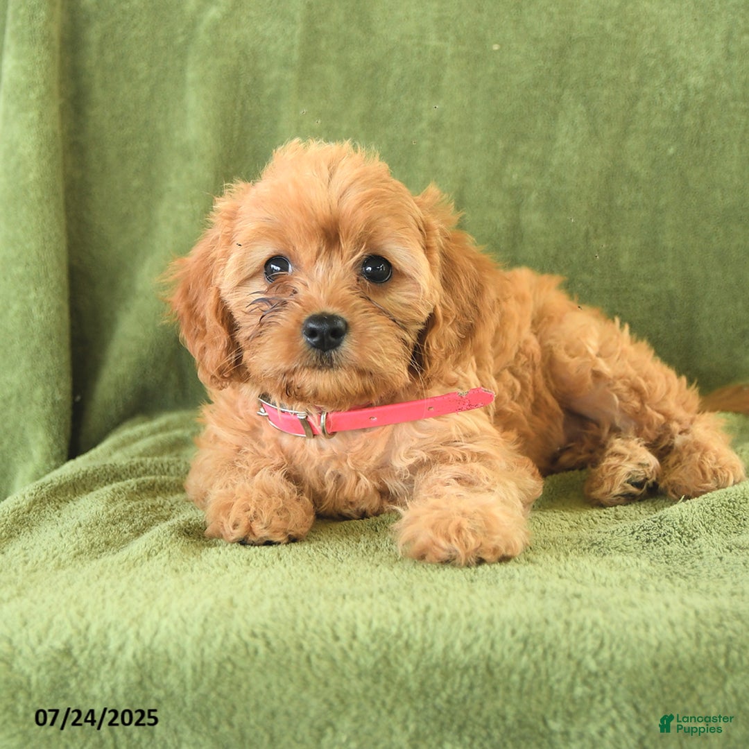 Cavapoo dogs for sale: Coco - Image 2