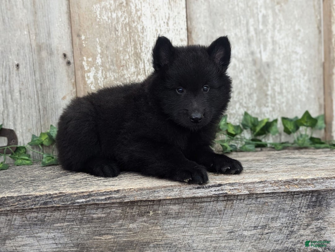 categoriesInfo:categoryAttributeOptions.pets.dogs.breed.belgianGroenendael dogs for sale: Onyx - Image 3