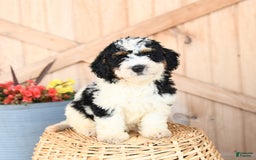 Mini Bernedoodle dogs for sale: Mini Bernedoodle 8 puppies - Image 13