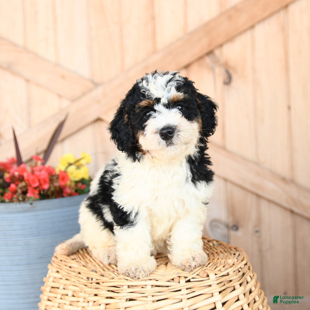 Mini Bernedoodle dogs for sale: Mini Bernedoodle 8 puppies - Image 13