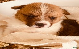 Welsh Corgi Pembroke dogs for sale: Red Boy - Image 13
