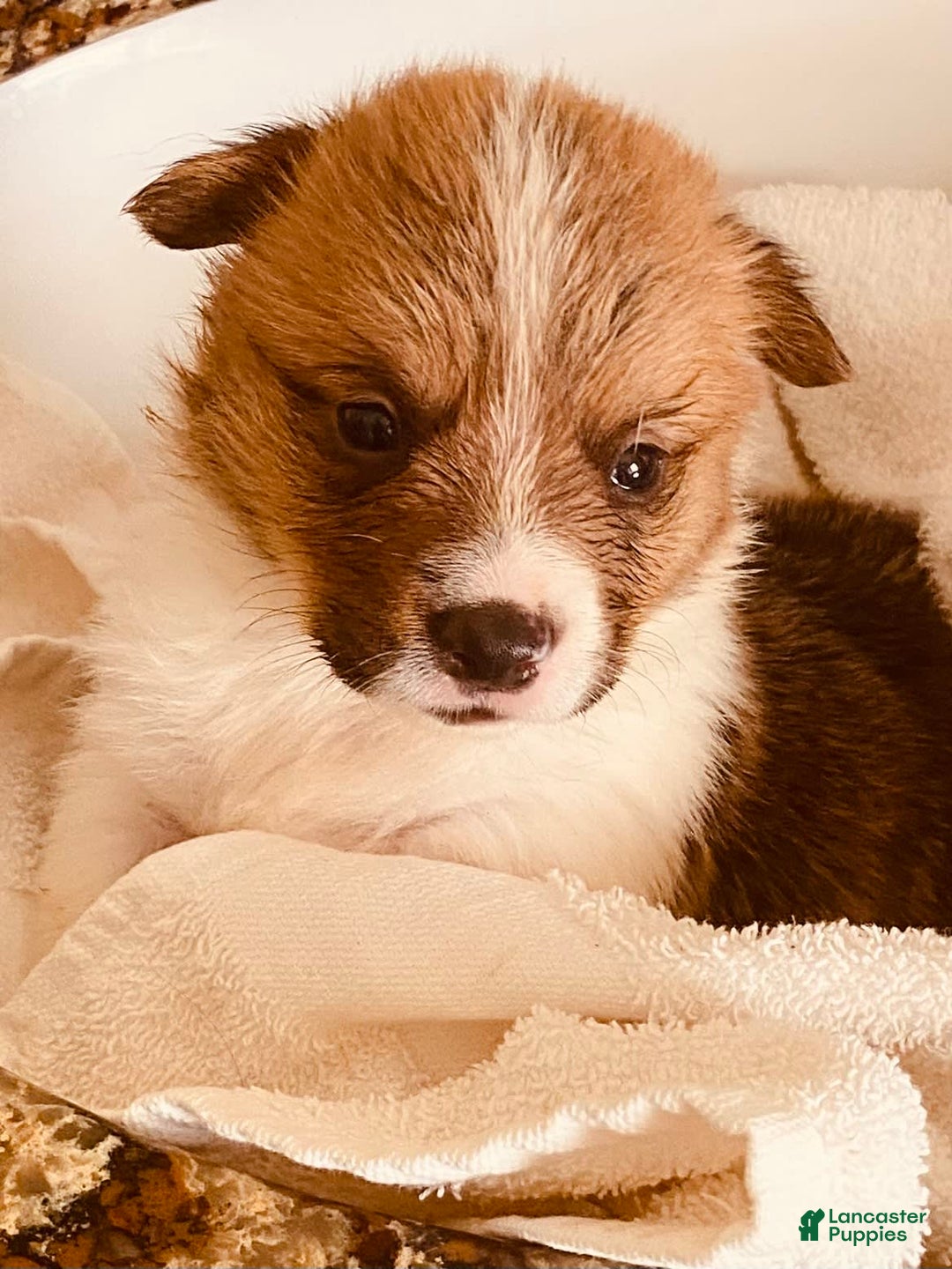 Welsh Corgi Pembroke dogs for sale: Red Boy - Image 13