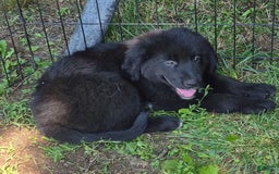 Golden Retriever dogs for sale: Bingo - Image 9