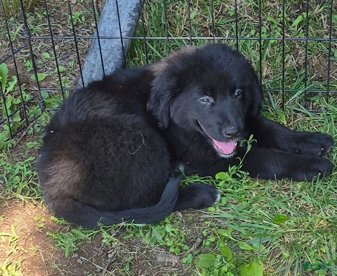 Golden Retriever dogs for sale: Bingo - Image 9